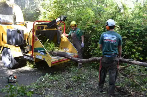 tree services Casey